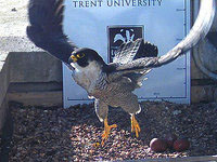 Falcon